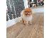 PoulaTo: Pomeranian puppies available